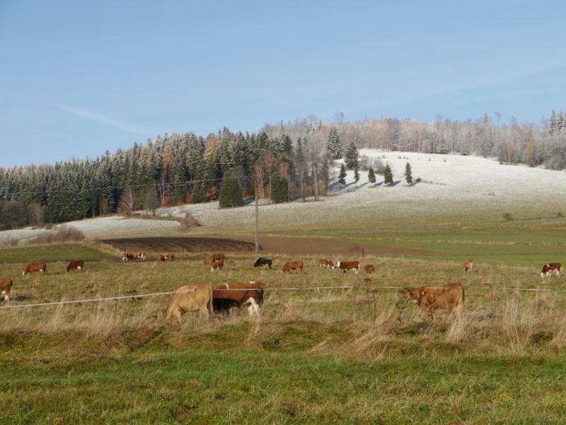 Pod Kasztanem Gospodarstwo Agroturystyczne Stronie Śląskie Exterior foto